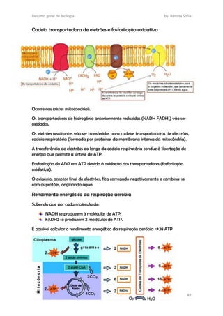 Resumo geral de Biologia by. Renata Sofia
48
Cadeia transportadora de eletrões e fosforilação oxidativa
Ocorre nas cristas mitocondriais.
Os transportadores de hidrogénio anteriormente reduzidos (NADH FADH2) vão ser
oxidados.
Os eletrões resultantes vão ser transferidos para cadeias transportadoras de electrões,
cadeia respiratória (formada por proteínas da membrana interna da mitocôndria).
A transferência de electrões ao longo da cadeia respiratória conduz à libertação de
energia que permite a síntese de ATP.
Fosforilação do ADP em ATP devido à oxidação dos transportadores (fosforilação
oxidativa).
O oxigénio, aceptor final de electrões, fica carregado negativamente e combina-se
com os protões, originando água.
Rendimento energético da respiração aeróbia
Sabendo que por cada molécula de:
NADH se produzem 3 moléculas de ATP;
FADH2 se produzem 2 moléculas de ATP.
É possível calcular o rendimento energético da respiração aeróbia 38 ATP
 