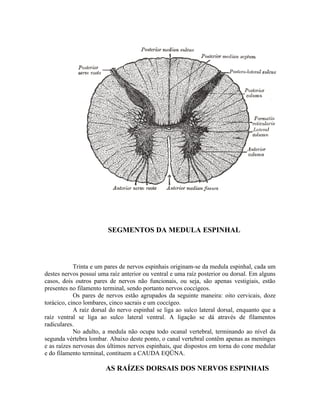 SEGMENTOS DA MEDULA ESPINHAL



            Trinta e um pares de nervos espinhais originam-se da medula espinhal, cada um
destes nervos possuí uma raíz anterior ou ventral e uma raíz posterior ou dorsal. Em alguns
casos, dois outros pares de nervos não funcionais, ou seja, são apenas vestigiais, estão
presentes no filamento terminal, sendo portanto nervos coccígeos.
            Os pares de nervos estão agrupados da seguinte maneira: oito cervicais, doze
torácico, cinco lombares, cinco sacrais e um coccígeo.
            A raíz dorsal do nervo espinhal se liga ao sulco lateral dorsal, enquanto que a
raíz ventral se liga ao sulco lateral ventral. A ligação se dá através de filamentos
radiculares.
            No adulto, a medula não ocupa todo ocanal vertebral, terminando ao nível da
segunda vértebra lombar. Abaixo deste ponto, o canal vertebral contêm apenas as meninges
e as raízes nervosas dos últimos nervos espinhais, que dispostos em torna do cone medular
e do filamento terminal, contituem a CAUDA EQÜNA.

                        AS RAÍZES DORSAIS DOS NERVOS ESPINHAIS
 