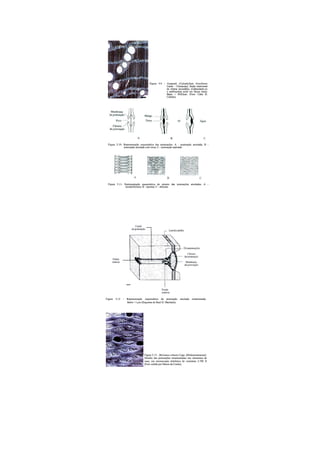 Resumo morfologia de fanerógamas