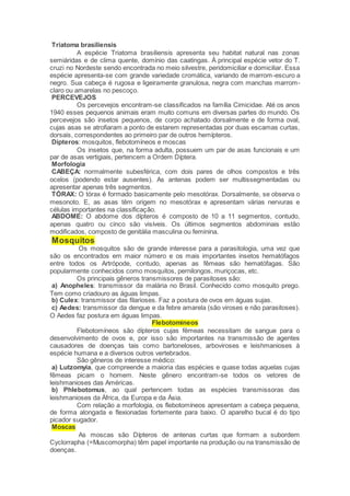 Triatoma brasiliensis
A espécie Triatoma brasiliensis apresenta seu habitat natural nas zonas
semiáridas e de clima quente, domínio das caatingas. À principal espécie vetor do T.
cruzi no Nordeste sendo encontrada no meio silvestre, peridomiciliar e domiciliar. Essa
espécie apresenta-se com grande variedade cromática, variando de marrom-escuro a
negro. Sua cabeça é rugosa e ligeiramente granulosa, negra com manchas marrom-
claro ou amarelas no pescoço.
PERCEVEJOS
Os percevejos encontram-se classificados na família Cimicidae. Até os anos
1940 esses pequenos animais eram muito comuns em diversas partes do mundo. Os
percevejos são insetos pequenos, de corpo achatado dorsalmente e de forma oval,
cujas asas se atrofiaram a ponto de estarem representadas por duas escamas curtas,
dorsais, correspondentes ao primeiro par de outros hemípteros.
Dípteros: mosquitos, flebotomíneos e moscas
Os insetos que, na forma adulta, possuem um par de asas funcionais e um
par de asas vertigiais, pertencem a Ordem Díptera.
Morfologia
CABEÇA: normalmente subesférica, com dois pares de olhos compostos e três
ocelos (podendo estar ausentes). As antenas podem ser multissegmentadas ou
apresentar apenas três segmentos.
TÓRAX: O tórax é formado basicamente pelo mesotórax. Dorsalmente, se observa o
mesonoto. E, as asas têm origem no mesotórax e apresentam várias nervuras e
células importantes na classificação.
ABDOME: O abdome dos dípteros é composto de 10 a 11 segmentos, contudo,
apenas quatro ou cinco são visíveis. Os últimos segmentos abdominais estão
modificados, composto de genitália masculina ou feminina.
Mosquitos
Os mosquitos são de grande interesse para a parasitologia, uma vez que
são os encontrados em maior número e os mais importantes insetos hematófagos
entre todos os Artrópode, contudo, apenas as fêmeas são hematófagas. São
popularmente conhecidos como mosquitos, pernilongos, muriçocas, etc.
Os principais gêneros transmissores de parasitoses são:
a) Anopheles: transmissor da malária no Brasil. Conhecido como mosquito prego.
Tem como criadouro as águas limpas.
b) Culex: transmissor das filarioses. Faz a postura de ovos em águas sujas.
c) Aedes: transmissor da dengue e da febre amarela (são viroses e não parasitoses).
O Aedes faz postura em águas limpas.
Flebotomíneos
Flebotomíneos são dípteros cujas fêmeas necessitam de sangue para o
desenvolvimento de ovos e, por isso são importantes na transmissão de agentes
causadores de doenças tais como bartoneloses, arboviroses e leishmanioses à
espécie humana e a diversos outros vertebrados.
São gêneros de interesse médico:
a) Lutzomyia, que compreende a maioria das espécies e quase todas aquelas cujas
fêmeas picam o homem. Neste gênero encontram-se todos os vetores de
leishmanioses das Américas.
b) Phlebotomus, ao qual pertencem todas as espécies transmissoras das
leishmanioses da África, da Europa e da Ásia.
Com relação a morfologia, os flebotomíneos apresentam a cabeça pequena,
de forma alongada e flexionadas fortemente para baixo. O aparelho bucal é do tipo
picador sugador.
Moscas
As moscas são Dípteros de antenas curtas que formam a subordem
Cyclorrapha (=Muscomorpha) têm papel importante na produção ou na transmissão de
doenças.
 