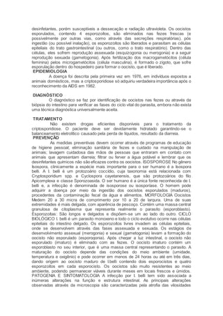 desinfetantes, porém susceptíveis a dessecação e radiação ultravioleta. Os oocistos
esporulados, contendo 4 esporozoítos, são eliminados nas fezes frescas (e
possivelmente por outras vias, como através das secreções respiratórias). pós
ingestão (ou possível inalação), os esporozoítos são liberados e parasitam as células
epiteliais do trato gastrointestinal (ou outros, como o trato respiratório). Dentro das
células, eles sofrem reprodução assexuada (esquizogonia ou merogonia) e a seguir
reprodução sexuada (gametogonia). Após fertilização dos macrogametócitos (célula
feminina) pelos microgametócitos (célula masculina), é formado o zigoto, que sofre
esporulação dentro do hospedeiro para formar o oocisto, que é liberado.
EPIDEMIOLOGIA
A doença foi descrita pela primeira vez em 1976, em indivíduos expostos a
animais domésticos, mas a criptosporidiose só adquiriu verdadeira importância após o
reconhecimento da AIDS em 1982.
DIAGNÓSTICO
O diagnóstico se faz por identificação de oocistos nas fezes ou através da
biópsia do intestino para verificar as fases do ciclo vital do parasita, embora não exista
uma técnica diagnóstica universalmente aceita.
TRATAMENTO
Não existem drogas eficientes disponíveis para o tratamento da
criptosporidiose. O paciente deve ser devidamente hidratado garantindo-se o
balanceamento eletrolítico causado pela perda de líquidos, resultado da diarreia.
PREVENÇÃO
As medidas preventivas devem ocorrer através de programas de educação
de higiene pessoal; eliminação sanitária de fezes e cuidado na manipulação de
animais; lavagem cuidadosa das mãos de pessoas que entraram em contato com
animais que apresentam diarreia; filtrar ou ferver a água potável e lembrar que os
desinfetantes químicos não são eficazes contra os oocistos. ISOSPOROSE No gênero
Isospora, clinicamente a espécie mais importante para o ser humano é a Isospora
belli. A I. belli é um protozoário coccídio, cuja taxonomia está relacionada com
Cryptosporidium spp. e Cyclospora cayetanensis, que são protozoários do filo
Apicomplexa e classe Sporozoasida. O ser humano é a única fonte reconhecida de I.
belli e, a infecção é denominada de isosporose ou isosporíase. O homem pode
adquirir a doença por meio da ingestão dos oocistos esporulados (maduros),
procedentes da contaminação fecal da água e alimentos. MORFOLOGIA Oocistos
Medem 20 a 30 micra de comprimento por 10 a 20 de largura. Uma de suas
extremidades é mais delgada, com aparência de pescoço. Contém uma massa central
granulosa de citoplasma que representa realmente o parasito (esporoblasto).
Esporozoítas: São longos e delgados e dispõem-se um ao lado do outro. CICLO
BIOLÓGICO I. belli é um parasito monoxeno e todo o ciclo evolutivo ocorre nas células
epiteliais do intestino delgado. Os esporozoítos livres invadem as células epiteliais,
onde se desenvolvem através das fases assexuada e sexuada. Os estágios de
desenvolvimento assexual (merogonia) e sexual (gametogonia) levam a formação do
oocisto não esporulado (esporogonia). Após chegar a luz intestinal, o oocisto não
esporulado (imaturo) é eliminado com as fezes. O oocisto imaturo contém um
esporoblasto no seu interior, que é uma massa central representando o parasito. A
maturação do oocisto depende das condições do meio ambiente (umidade,
temperatura e oxigênio) e pode ocorrer em menos de 24 horas ou até em três dias,
dando origem ao oocisto maduro de I.belli contendo dois esporocistos e quatro
esporozoítos em cada esporocisto. Os oocistos são muito resistentes ao meio
ambiente, podendo permanecer viáveis durante meses em locais frescos e úmidos.
PATOGENIA E SINTOMATOLOGIA A infecção por I. belli tem sido associada a
inúmeras alterações na função e estrutura intestinal. As principais alterações
observadas através da microscopia são caracterizadas pela atrofia das vilosidades
 