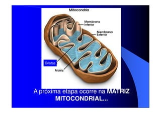 Cristas

A próxima etapa ocorre na MATRIZ
MITOCONDRIAL...

 