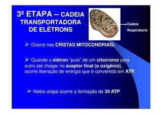 3ª ETAPA – CADEIA
TRANSPORTADORA
DE ELÉTRONS

Cadeia
Respiratória

Ocorre nas CRISTAS MITOCONDRIAIS.
Quando o elétron “pula” de um citocromo para
outro até chegar no aceptor final (o oxigênio),
ocorre liberação de energia que é convertida em ATP.

Nesta etapa ocorre a formação de 34 ATP

 