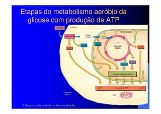 Etapas do metabolismo aeróbio da
glicose com produção de ATP

3 Respiração celular e fermentação

 