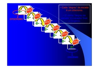 eCITOCROMO

• Cada “degrau” da escada
é um citocromo.

ATP

e-

• O ultimo “degrau da
escada” é o aceptor final,
o Oxigênio.

ATP

e-

ATP

e-

ATP

e-

ATP

e-

ATP

eOXIGÊNIO

 