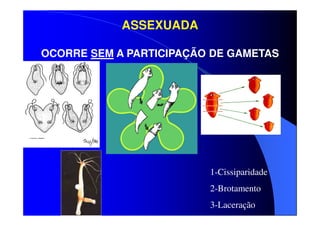 ASSEXUADA
OCORRE SEM A PARTICIPAÇÃO DE GAMETAS

1-Cissiparidade
2-Brotamento
3-Laceração

 