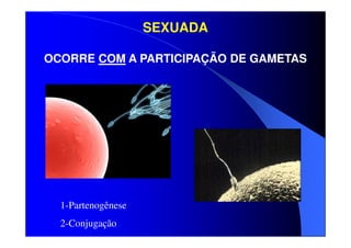 SEXUADA
OCORRE COM A PARTICIPAÇÃO DE GAMETAS

1-Partenogênese
2-Conjugação

 