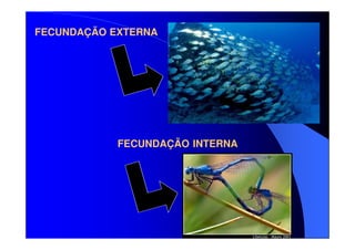 FECUNDAÇÃO EXTERNA

FECUNDAÇÃO INTERNA

 
