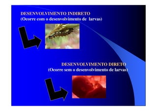 DESENVOLVIMENTO INDIRETO
(Ocorre com o desenvolvimento de larvas)

DESENVOLVIMENTO DIRETO
(Ocorre sem o desenvolvimento de larvas)

 