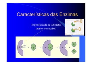 Características das Enzimas
Especificidade de substrato:
(pontos de encaixe)

 