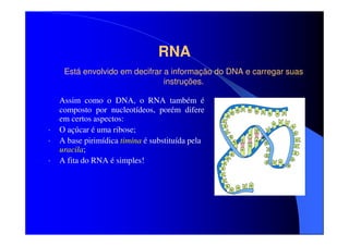 RNA
Está envolvido em decifrar a informação do DNA e carregar suas
instruções.

•
•
•

Assim como o DNA, o RNA também é
composto por nucleotídeos, porém difere
em certos aspectos:
O açúcar é uma ribose;
A base pirimídica timina é substituída pela
uracila;
A fita do RNA é simples!

 