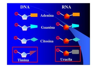 DNA

RNA
Adenina
Guanina

Citosina

Timina

Uracila

 