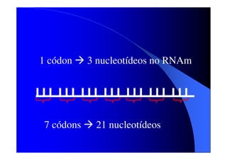 1 códon

7 códons

3 nucleotídeos no RNAm

21 nucleotídeos

 