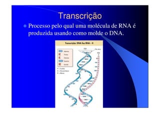 Transcrição
Processo pelo qual uma molécula de RNA é
produzida usando como molde o DNA.

 