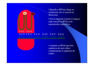 • Quando o RNAm chega ao
citoplasma, ele se associa ao
ribossomo.
• Nessa organela existem 2 espaços
onde entram os RNAt com
aminoácidos específicos.
U A C AAA
AU G UU U C UU

GAC CC C UGA

• somente os RNAt que têm
seqüência do anti-códon
complementar à seqüência do
códon .

 