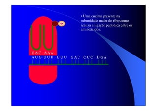 • Uma enzima presente na
subunidade maior do ribossomo
realiza a ligação peptídica entre os
aminoácidos.

U A C AAA
AU G UU U C UU

GAC CC C UGA

 