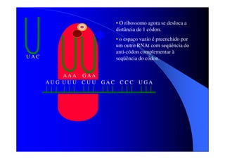 • O ribossomo agora se desloca a
distância de 1 códon.
• o espaço vazio é preenchido por
um outro RNAt com seqüência do
anti-códon complementar à
seqüência do códon.

UAC
AAA G AA
AU G UU U C UU

GAC CC C UGA

 