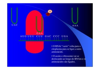 UAC

AAA
G AA
AU G UU U C UU

GAC CC C UGA

• O RNAt “vazio” volta para o
citoplasma para se ligar a outro
aminoácido.
• O assim o ribossomo vai se
deslocando ao longo do RNAm e os
aminoácidos são ligados.

 