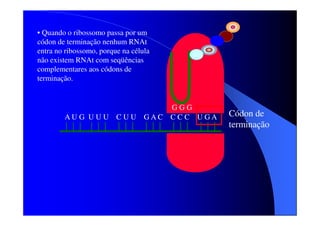 • Quando o ribossomo passa por um
códon de terminação nenhum RNAt
entra no ribossomo, porque na célula
não existem RNAt com seqüências
complementares aos códons de
terminação.

AU G UU U C UU

GGG
GAC CC C UGA

Códon de
terminação

 