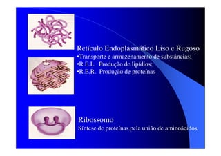 Retículo Endoplasmático Liso e Rugoso
•Transporte e armazenamento de substâncias;
•R.E.L. Produção de lipídios;
•R.E.R. Produção de proteínas

Ribossomo
Síntese de proteínas pela união de aminoácidos.

 