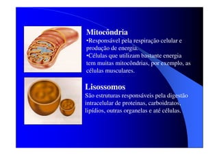 Mitocôndria
•Responsável pela respiração celular e
produção de energia.
•Células que utilizam bastante energia
tem muitas mitocôndrias, por exemplo, as
células musculares.

Lisossomos
São estruturas responsáveis pela digestão
intracelular de proteinas, carboidratos,
lipídios, outras organelas e até células.

 