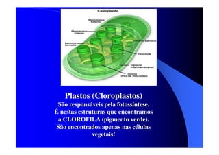 Plastos (Cloroplastos)
São responsáveis pela fotossíntese.
É nestas estruturas que encontramos
a CLOROFILA (pigmento verde).
São encontrados apenas nas células
vegetais!

 