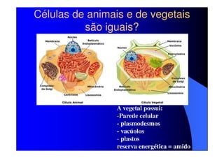 Células de animais e de vegetais
são iguais?

A vegetal possui:
-Parede celular
- plasmodesmos
- vacúolos
- plastos
reserva energética = amido

 