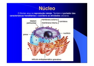 Núcleo
O Núcleo atua na reprodução celular. Também é portador das
características hereditárias e coordena as atividades celulares.

 