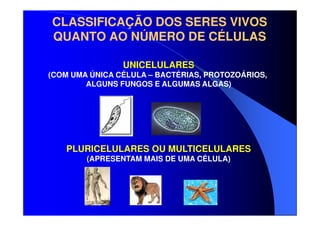 CLASSIFICAÇÃO DOS SERES VIVOS
QUANTO AO NÚMERO DE CÉLULAS
UNICELULARES
(COM UMA ÚNICA CÉLULA – BACTÉRIAS, PROTOZOÁRIOS,
ALGUNS FUNGOS E ALGUMAS ALGAS)

PLURICELULARES OU MULTICELULARES
(APRESENTAM MAIS DE UMA CÉLULA)

 