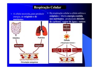 Respiração Celular
A célula necessita, para produzir
energia, de oxigênio e de
nutrientes

Na respiração celular a célula utiliza o
oxigênio e liberta energia contida
nos nutrientes, produzindo dióxido
de carbono, vapor de água e outros
produtos tóxicos

 