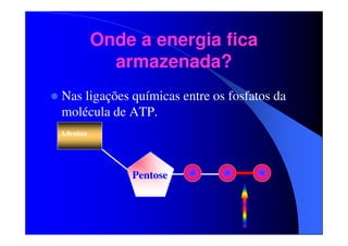 Onde a energia fica
armazenada?
Nas ligações químicas entre os fosfatos da
molécula de ATP.
Adenina

Pentose

 