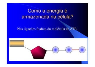 Como a energia é
armazenada na célula?
Nas ligações fosfato da molécula de ATP.

 