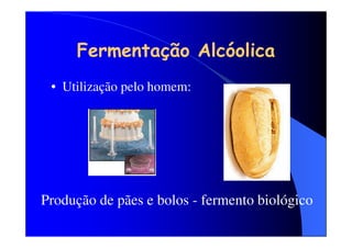 Fermentação Alcóolica
• Utilização pelo homem:

Produção de pães e bolos - fermento biológico

 