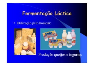 Fermentação Láctica
• Utilização pelo homem:

Produção queijos e iogurtes

 
