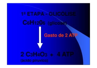 1ª ETAPA - GLICÓLISE

C6H1206

(glicose)

Gasto de 2 ATP

2 C3H4O3 + 4 ATP
(ácido piruvico)

 