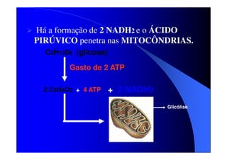 Há a formação de 2 NADH2 e o ÁCIDO
PIRÚVICO penetra nas MITOCÔNDRIAS.
C6H1206 (glicose)
Gasto de 2 ATP
2 C3H4O3 + 4 ATP

+ 2 NADH2
Glicólise

 