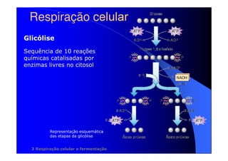 Respiração celular
Glicólise
Sequência de 10 reações
químicas catalisadas por
enzimas livres no citosol

Representação esquemática
das etapas da glicólise
3 Respiração celular e fermentação

 