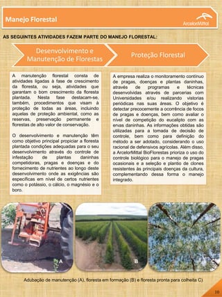 A manutenção florestal consta de
atividades ligadas à fase de crescimento
da floresta, ou seja, atividades que
garantam o bom crescimento da floresta
plantada. Nesta fase destacam-se,
também, procedimentos que visam à
proteção de todas as áreas, incluindo
aquelas de proteção ambiental, como as
reservas, preservação permanente e
florestas de alto valor de conservação.
O desenvolvimento e manutenção têm
como objetivo principal propiciar a floresta
plantada condições adequadas para o seu
desenvolvimento através do controle de
infestação de plantas daninhas
competidoras, pragas e doenças e do
fornecimento de nutrientes ao longo deste
desenvolvimento onde as exigências são
específicas em nível de certos nutrientes
como o potássio, o cálcio, o magnésio e o
boro.
A empresa realiza o monitoramento contínuo
de pragas, doenças e plantas daninhas,
através de programas e técnicas
desenvolvidas através de parcerias com
Universidades e/ou realizando vistorias
periódicas nas suas áreas. O objetivo é
detectar precocemente a ocorrência de focos
de pragas e doenças, bem como avaliar o
nível de competição do eucalipto com as
ervas daninhas. As informações obtidas são
utilizadas para a tomada de decisão de
controle, bem como para definição do
método a ser adotado, considerando o uso
racional de defensivos agrícolas. Além disso,
a ArcelorMittal BioFlorestas prioriza o uso do
controle biológico para o manejo de pragas
ocasionais e a seleção e plantio de clones
resistentes às principais doenças da cultura,
complementando dessa forma o manejo
integrado.
Desenvolvimento e
Manutenção de Florestas
Proteção Florestal
Manejo Florestal
AS SEGUINTES ATIVIDADES FAZEM PARTE DO MANEJO FLORESTAL:
A B C
Adubação de manutenção (A), floresta em formação (B) e floresta pronta para colheita C)
9
10
 