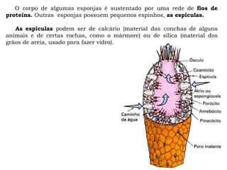 O corpo de algumas esponjas é sustentado por uma rede de fios de
proteína. Outras esponjas possuem pequenos espinhos, as espículas.
As espículas podem ser de calcário (material das conchas de alguns
animais e de certas rochas, como o mármore) ou de sílica (material dos
grãos de areia, usado para fazer vidro).
 