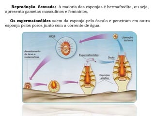 Reprodução Sexuada: A maioria das esponjas é hermafrodita, ou seja,
apresenta gametas masculinos e femininos.
Os espermatozóides saem da esponja pelo ósculo e penetram em outra
esponja pelos poros junto com a corrente de água.
 