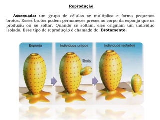 Reprodução
Assexuada: um grupo de células se multiplica e forma pequenos
brotos. Esses brotos podem permanecer presos ao corpo da esponja que os
produziu ou se soltar. Quando se soltam, eles originam um individuo
isolado. Esse tipo de reprodução é chamado de Brotamento.
 
