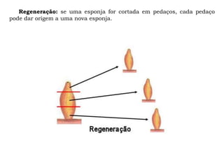 Regeneração: se uma esponja for cortada em pedaços, cada pedaço
pode dar origem a uma nova esponja.
 