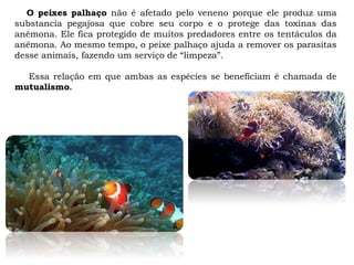 O peixes palhaço não é afetado pelo veneno porque ele produz uma
substancia pegajosa que cobre seu corpo e o protege das toxinas das
anêmona. Ele fica protegido de muitos predadores entre os tentáculos da
anêmona. Ao mesmo tempo, o peixe palhaço ajuda a remover os parasitas
desse animais, fazendo um serviço de “limpeza”.
Essa relação em que ambas as espécies se beneficiam é chamada de
mutualismo.
 