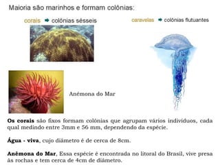 Os corais são fixos formam colônias que agrupam vários indivíduos, cada
qual medindo entre 3mm e 56 mm, dependendo da espécie.
Água - viva, cujo diâmetro é de cerca de 8cm.
Anêmona do Mar, Essa espécie é encontrada no litoral do Brasil, vive presa
às rochas e tem cerca de 4cm de diâmetro.
Anêmona do Mar
 