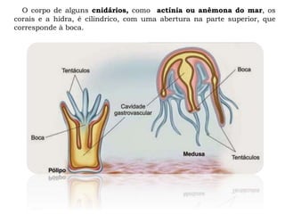 O corpo de alguns cnidários, como actínia ou anêmona do mar, os
corais e a hidra, é cilíndrico, com uma abertura na parte superior, que
corresponde à boca.
 