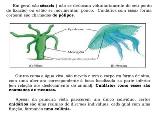 Em geral são sésseis ( não se deslocam voluntariamente do seu ponto
de fixação) ou então se movimentam pouco. Cnidários com essas forma
corporal são chamados de pólipos.
Outros como a água viva, são moveis e tem o corpo em forma de sino,
com uma abertura correspondente à boca localizada na parte inferior
(em relação aos deslocamento do animal). Cnidários como esses são
chamados de medusas.
Apesar da primeira vista parecerem um único individuo, certos
cnidários são uma reunião de diversos indivíduos, cada qual com uma
função, formando uma colônia.
 