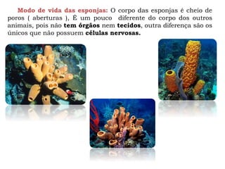 Modo de vida das esponjas: O corpo das esponjas é cheio de
poros ( aberturas ), É um pouco diferente do corpo dos outros
animais, pois não tem órgãos nem tecidos, outra diferença são os
únicos que não possuem células nervosas.
 