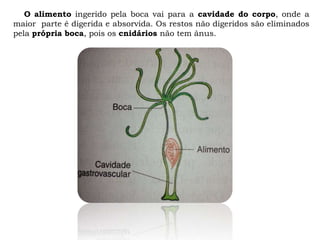 O alimento ingerido pela boca vai para a cavidade do corpo, onde a
maior parte é digerida e absorvida. Os restos não digeridos são eliminados
pela própria boca, pois os cnidários não tem ânus.
 