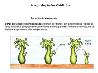 A reprodução dos Cnidários
 