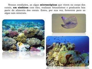 Nessas condições, as algas microscópicas que vivem no corpo dos
corais, em simbiose com eles, realizam fotossíntese e produzem boa
parte do alimento dos corais. Estes, por sua vez, fornecem para as
algas sais minerais.
 